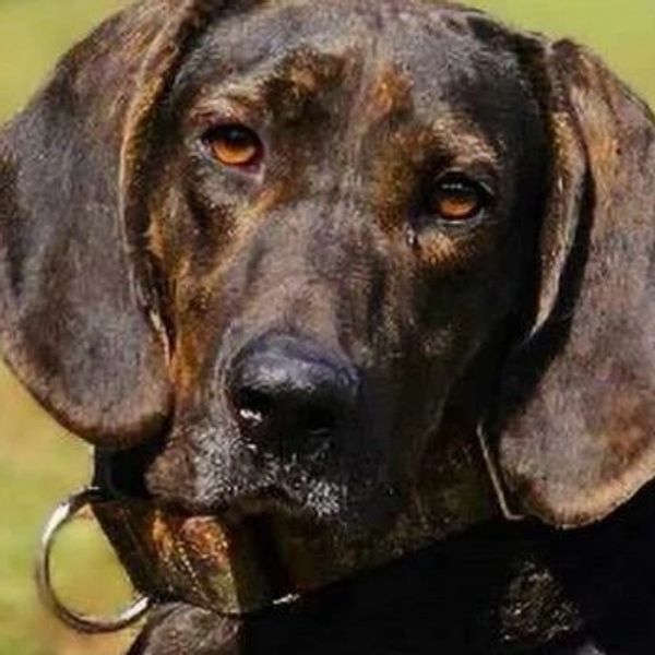 Close-up of a serious-looking dog with a brown, brindle coat.