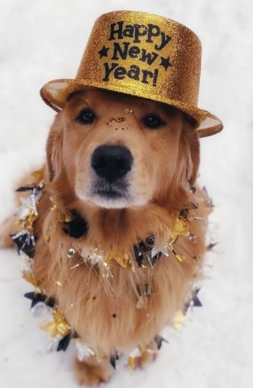 Happy new year Labrador 