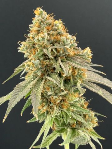 Godwalker OG flowering cannabis, as labeled by the cited photo source