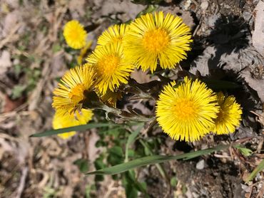 Bright yellow coltsfoot flowers blooming in early spring.