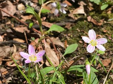 Two pink wildflowers blooming in a forest setting.