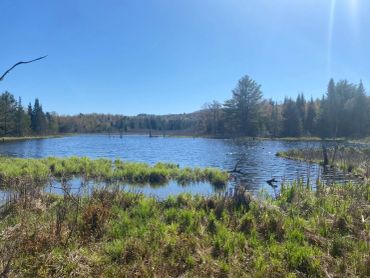 A peaceful lake surrounded by trees under a clear blue sky.