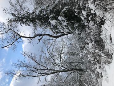 Snow-covered trees and bushes under a partly cloudy sky.