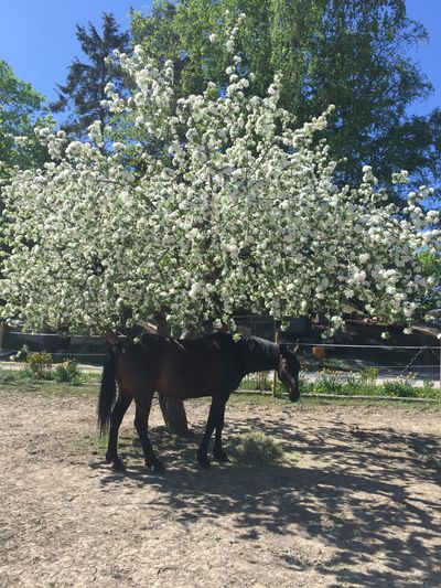 Äppelträd med häst i skuggan