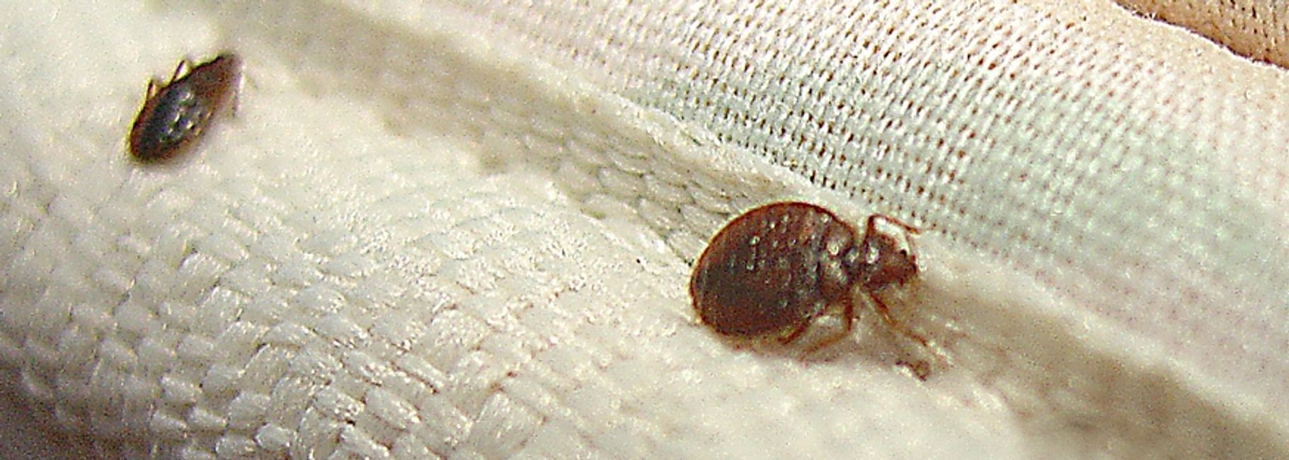 Bed Bug Heat Treatment All Starr Termite & Pest Control All Starr