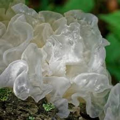 Snow Mushroom