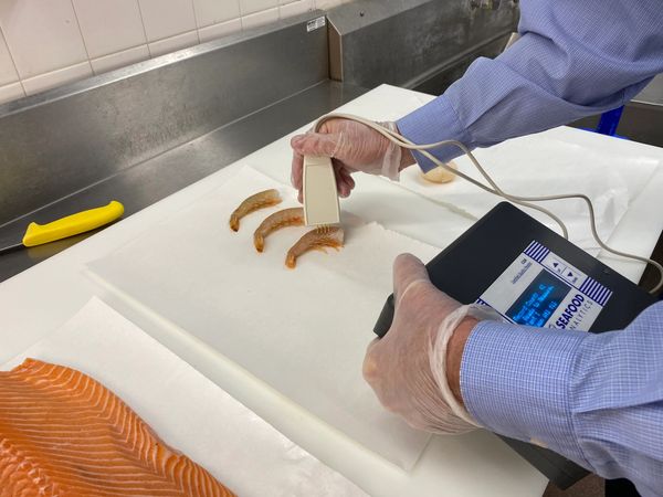 The Certified Quality Reader measuring shrimp quality and water. A shrimp freshness meter. 