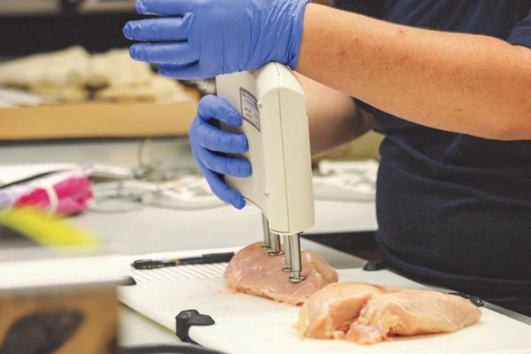 Measuring chicken breast for quality and woody breast. 