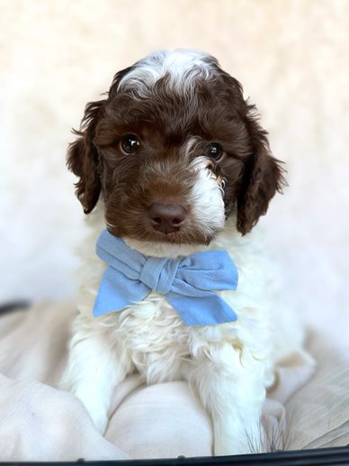 Adorable puppy with a blue bow.