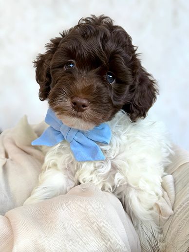 Cute brown and white puppy with a blue bow.