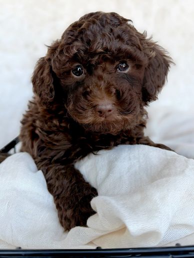 Curly brown puppy resting on a white blanket.