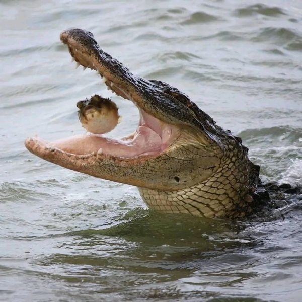 Crocodile catches a pufferfish in Brevard County, FL