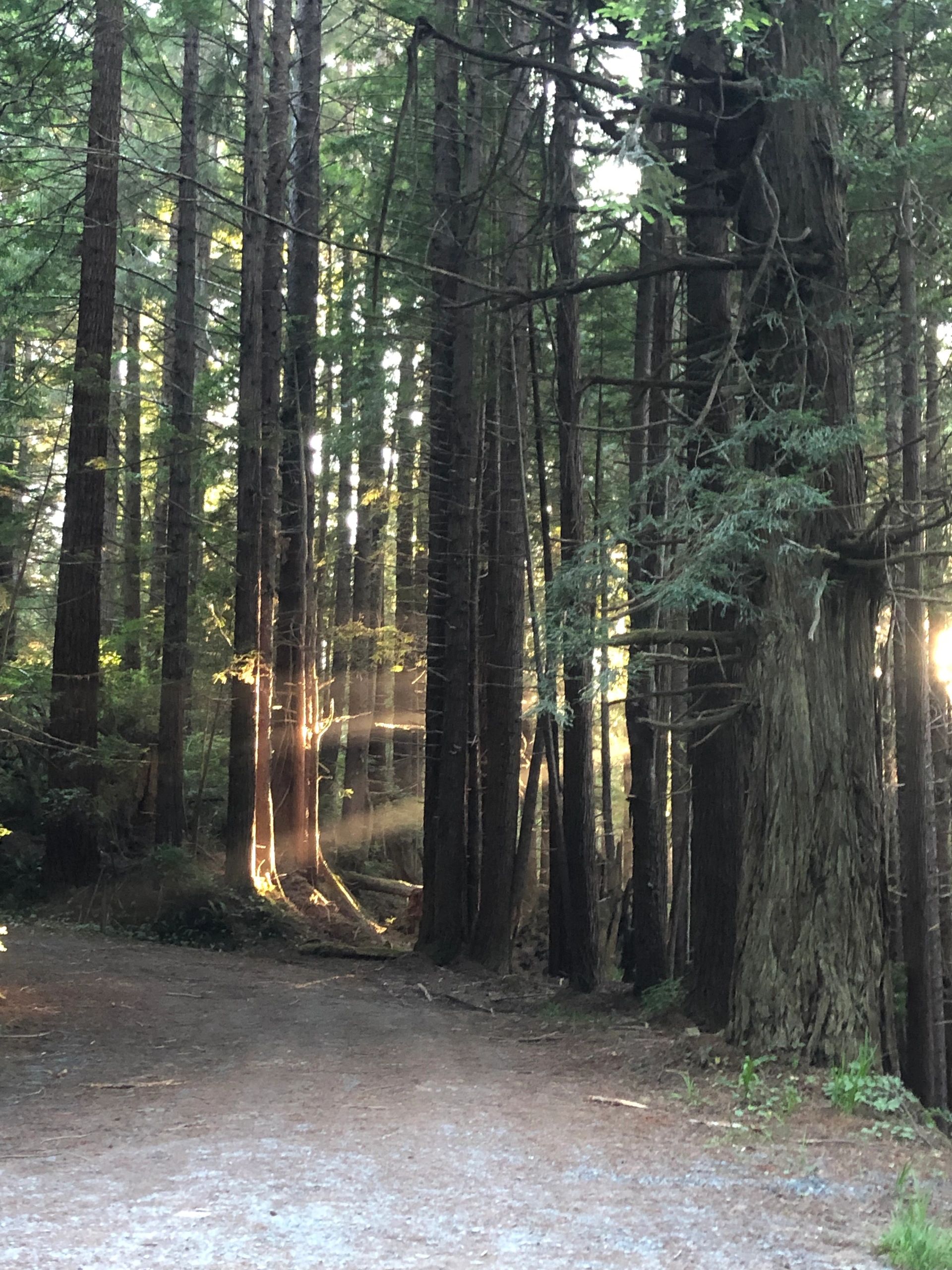 Sunlight filtering through tall forest trees.