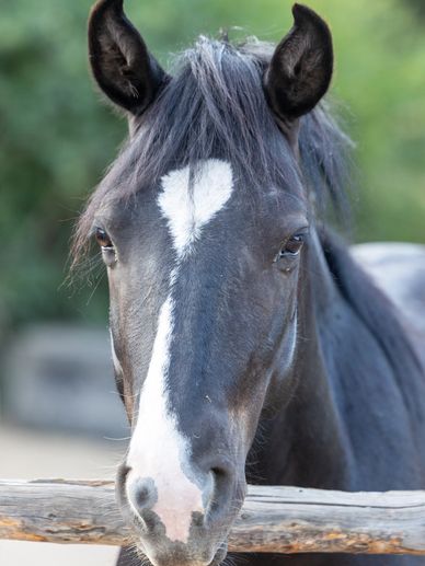 Close-up of a black horse with a white heart-shaped marking on its forehead.