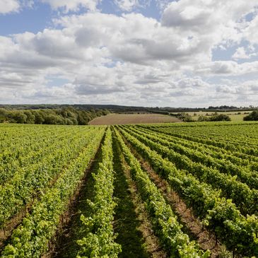 Expansive vineyard rows under a partly cloudy sky.