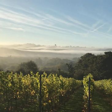 Vineyard rows under a misty morning sky with soft sunlight.