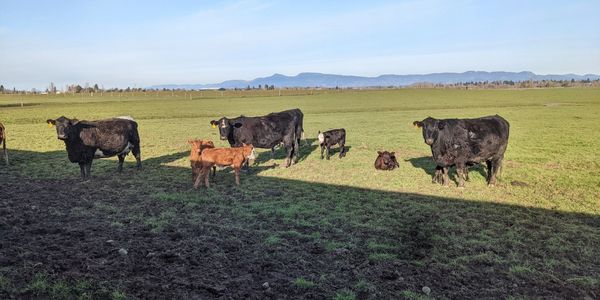 cows outside in a pasture with their calves