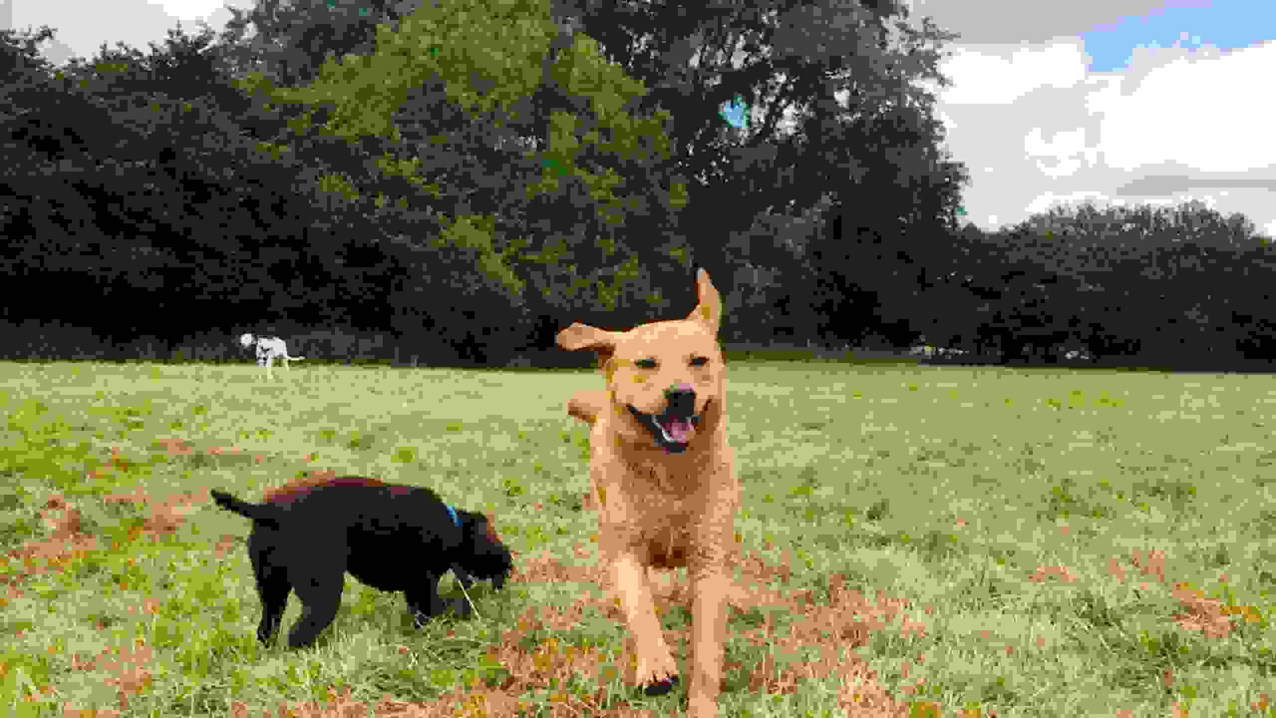 Happy Paws Doggy Day Care Doggy Day Care, Dog Day Care, Dog Walker