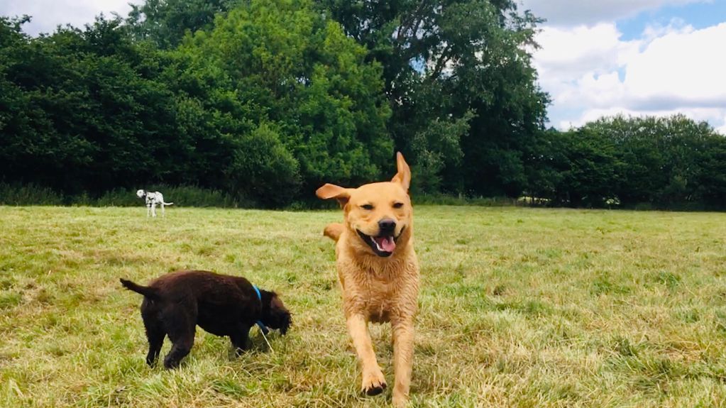 Happy Paws Doggy Day Care Doggy Day Care, Dog Day Care, Dog Walker