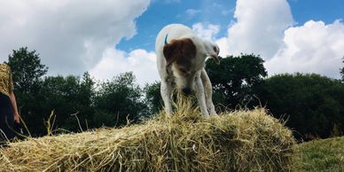 stimulating dog and puppy day care devon