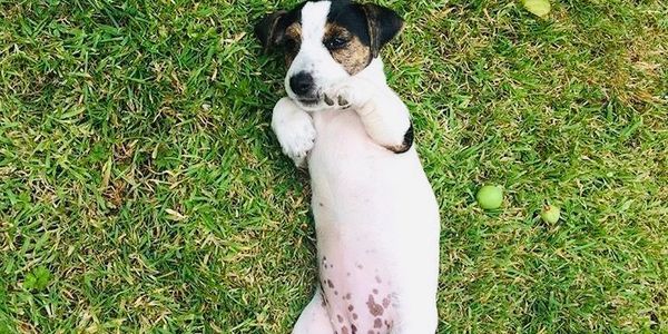 puppy day care devon