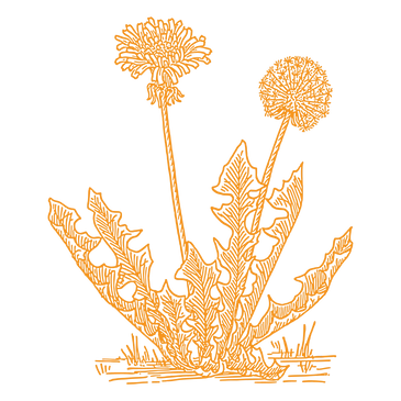 Orange line art of dandelion flowers with jagged leaves on a black background.