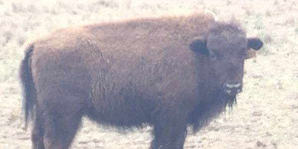 We dehorn all our Bison as a weaner & insert a management tag. Our Bison have regular animal health 