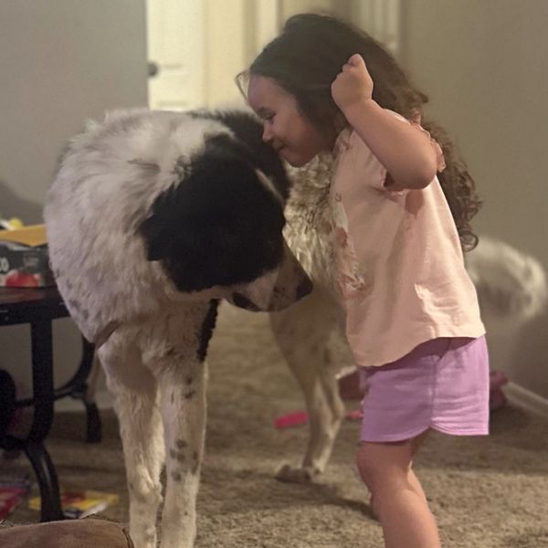 A little girl and a large dog share a tender forehead touch indoors.