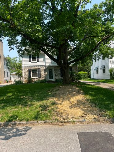 A suburban house with a large tree and a patch of straw on the lawn.