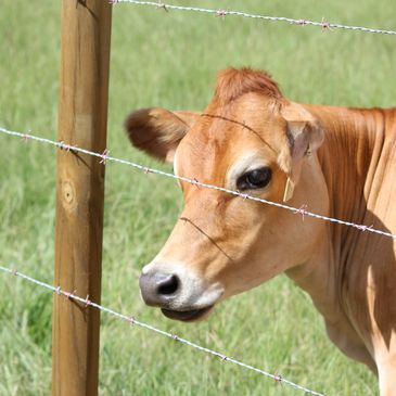 A2/A2 Mini Jersey milk cow with white ring around nuzzle stands near barbed wire fence