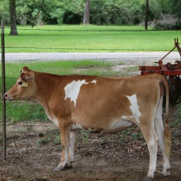 Learn more about Miniature Jersey Cows and their history Painted Jersey cow in front of old tractor.