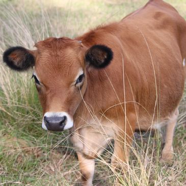 Mid Mini Milking Miniature Jersey cows Dams