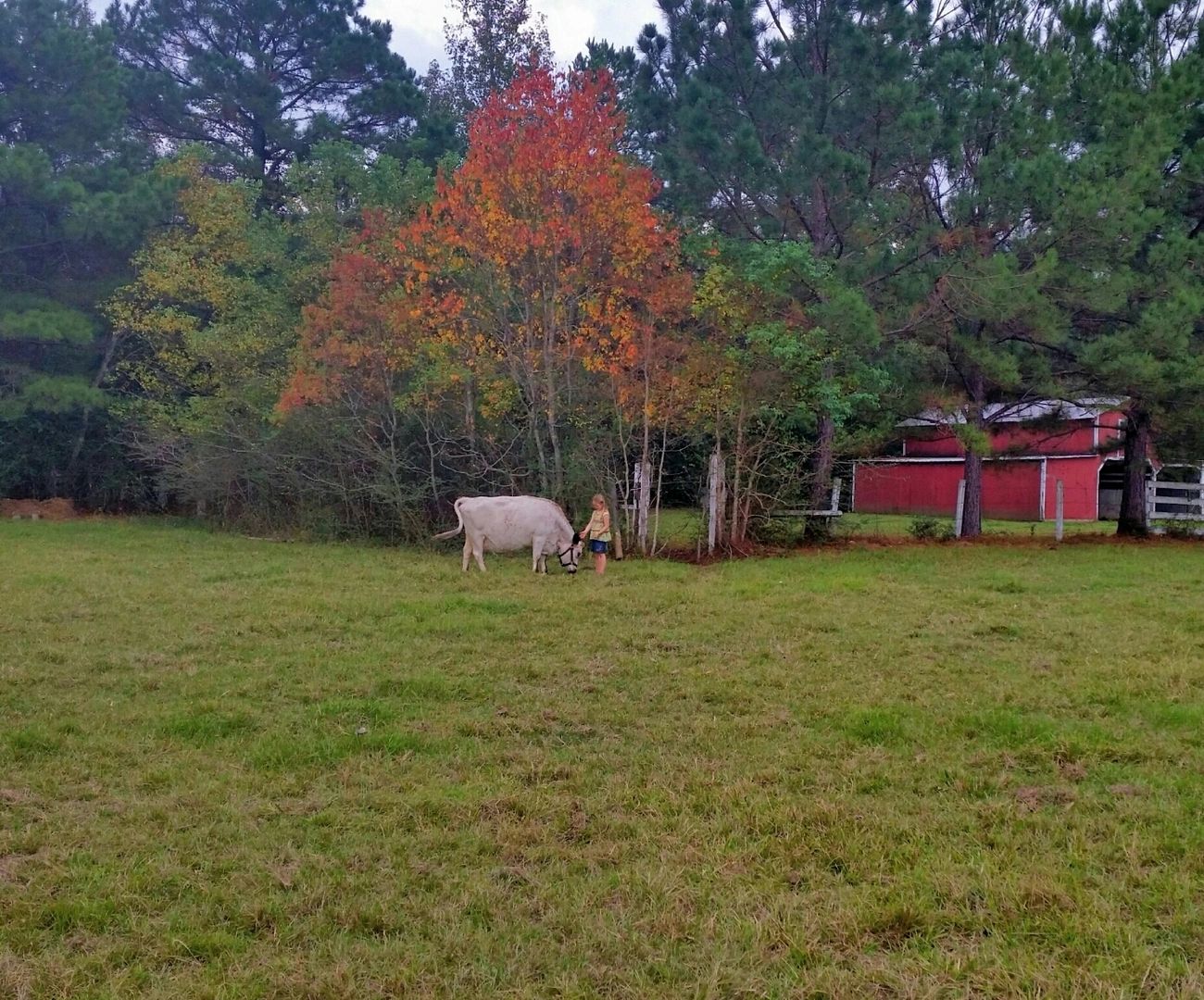 Red Barn, Fall tree, first cow on the homestead