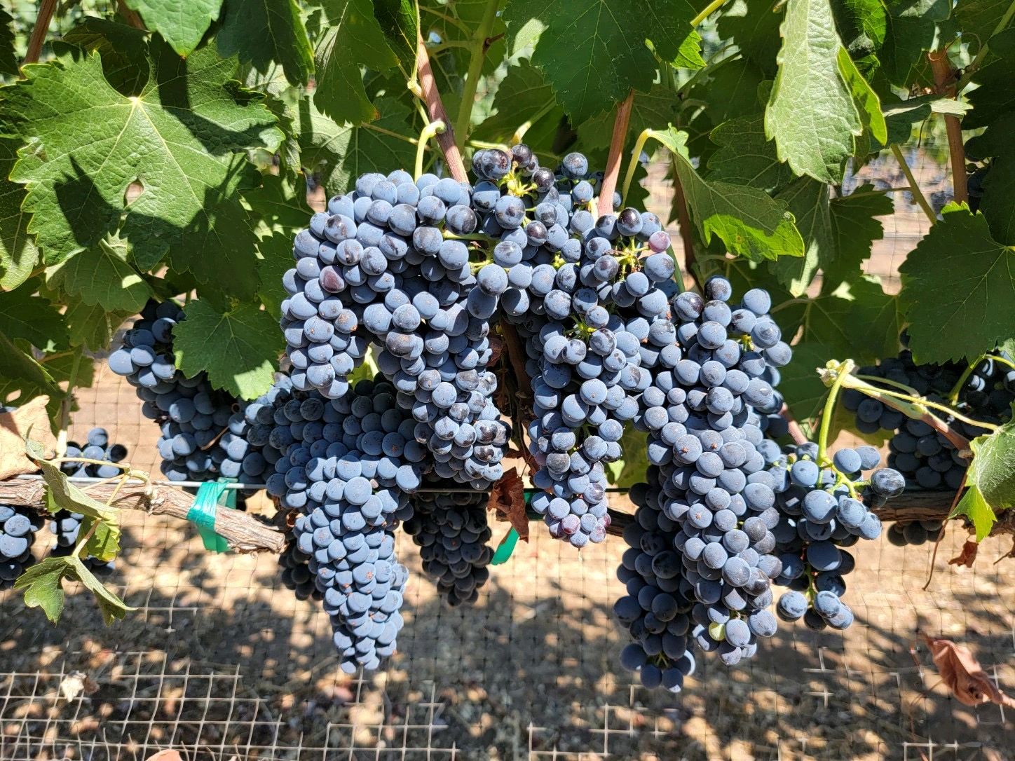 Ripe purple grapes hanging on the vine.