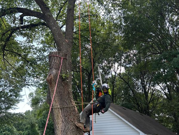A person in safety gear climbing a tree with ropes near a house.