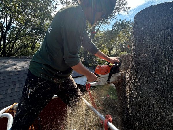 Worker cutting a large tree trunk with a chainsaw outdoors.