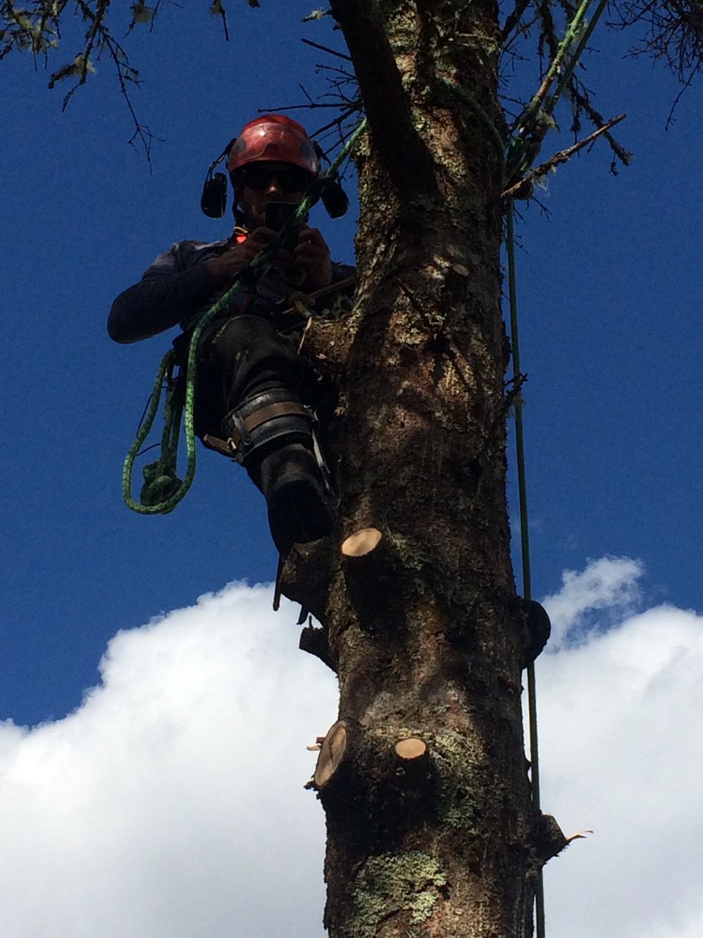 Josh preparing for the removal of a Spruce tree.