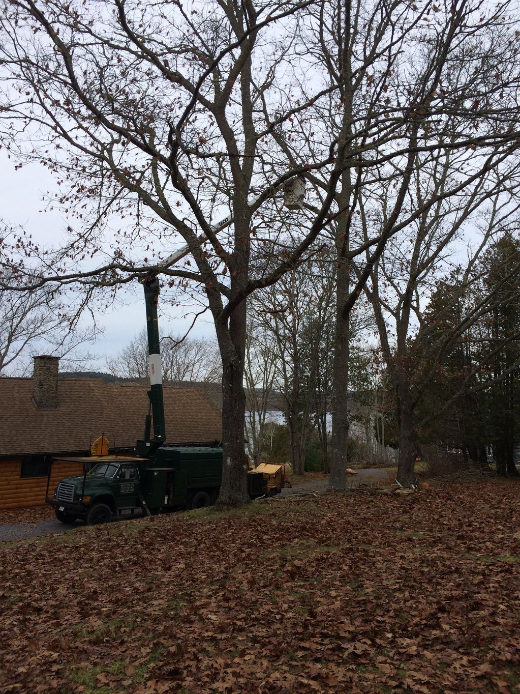 Basic pruning on this Oak tree. Removing all dead, dying and diseased branches. 