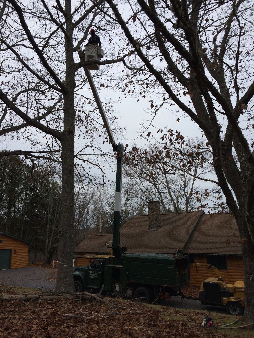 Pruning an Oak tree for health and vitality.