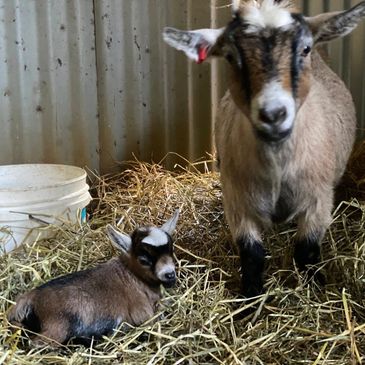 A baby pygmy goat resting on hay next to an adult goat inside a barn.