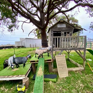 Goats playing on a wooden playground structure in a grassy yard.