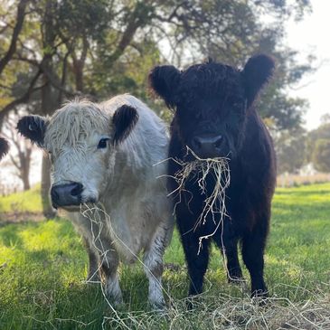 Two calves eating hay together in a sunny pasture.