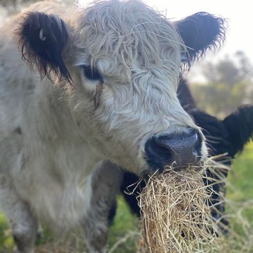 Close-up of a fluffy calf chewing hay outdoors.