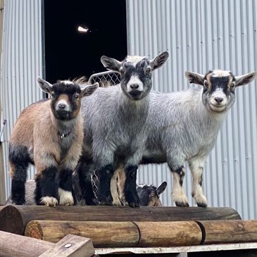 Three young goats standing on wooden logs outside a metal shed.