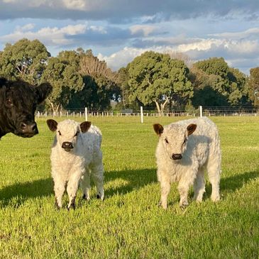 Two white calves and a black cow in a green field under a cloudy sky.