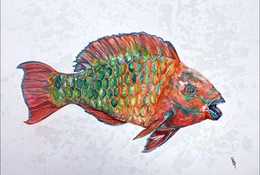 the parrot fish - original 16x20 watercolor on illustration board - $250