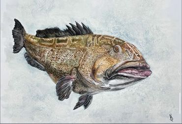 the grouper - original 16x20 watercolor on illustration board - $250