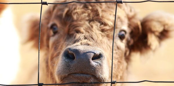 Close-up of a curious calf behind a wire fence.