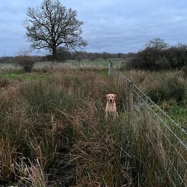 Brown dog seat Large grass 