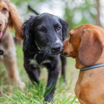 Dogs playing